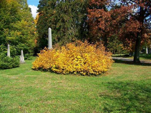 Carolina Allspice bush in cemetery